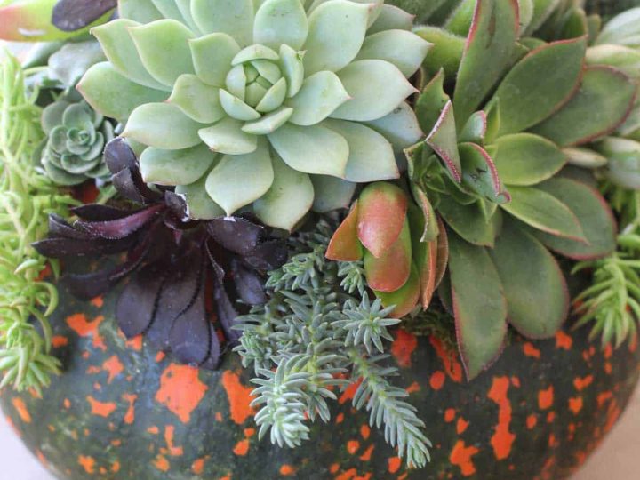Image for Succulent Pumpkins (Fall & Thanksgiving Centerpieces)